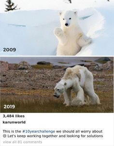 two polar bears standing next to each other on top of grass and snow covered ground