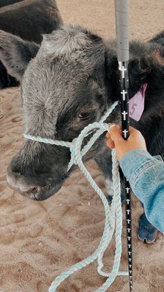 a small child is petting a cow with a rope tied around it's neck