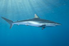 a shark swimming in the ocean with sunbeams