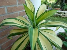 a large green and white plant next to a brick wall