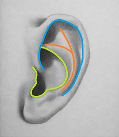 a pencil drawing of an ear