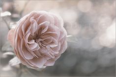 a flower that is sitting on a branch