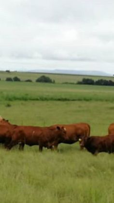 a herd of cattle walking across a lush green field