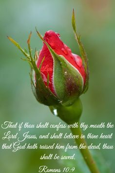 a red rose bud with water droplets on it