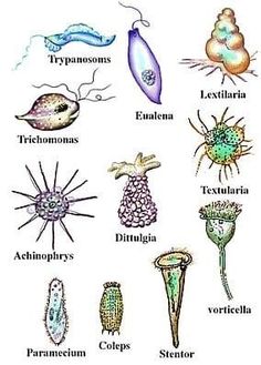 an image of different types of plants and their names on a white background with text below