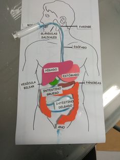 a diagram of the human body with labels on it, including stomach and intestinos