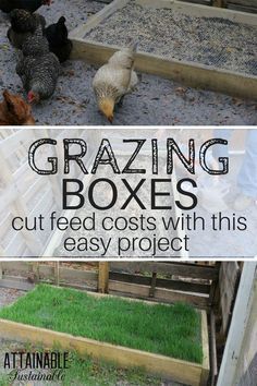 some chickens are standing in their coops and the words grazing boxes cut feed costs with this easy project