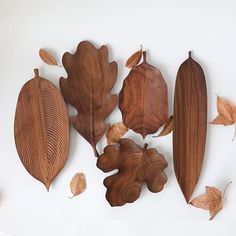 five wooden leaves are arranged on a white surface