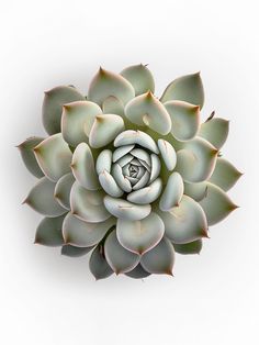 a white succulent flower on a white background