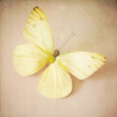 a yellow butterfly sitting on top of a white surface