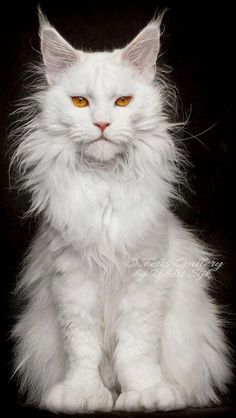 a white fluffy cat with yellow eyes sitting on a black background looking at the camera