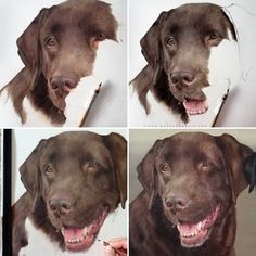 four different pictures of a dog's face and the same one with its tongue out