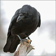 a black bird sitting on top of a tree branch