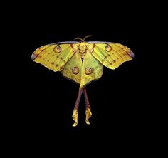 a yellow and black moth on a black background