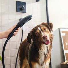 a brown and white dog getting his hair brushed by a person with a blow dryer