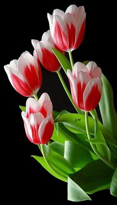 three red and white tulips in a vase on a black background with green leaves