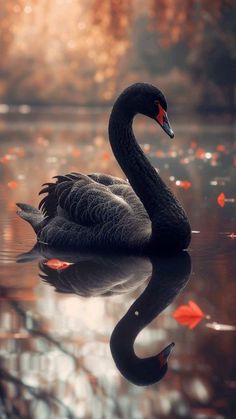 a black swan floating on top of a body of water