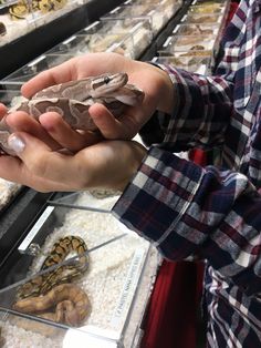 a person holding a baby snake in their hand at a petting zoo or store