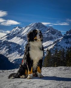 a dog sitting on top of a snow covered slope with mountains in the back ground