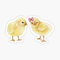 two yellow chickens with pink bows on their heads and legs, facing each other sticker