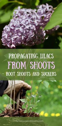 two pictures, one of lilac flowers in the garden, and one of lilac shoots after harvest Lilac Plant, Lilac Bushes, Lilac Tree, Backyard Flowers, Tree Roots, Flowering Shrubs, Lilac Flowers, Mother Plant, Propagating Plants