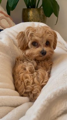 a small brown dog laying on top of a white blanket next to a potted plant