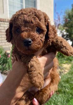 a person holding a brown puppy in their hand