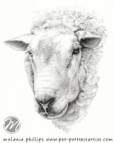 a black and white drawing of a sheep's head