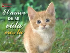 a small orange kitten walking across a lush green grass covered field with the words flamer de mi veda yest ti on it