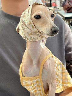 a small dog wearing a bandana sitting on top of a person's lap