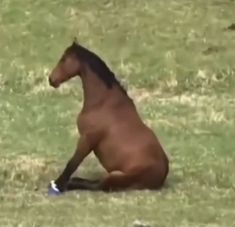 a brown horse sitting on top of a lush green field