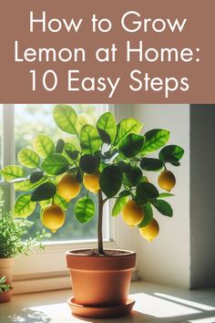 a potted lemon tree with the words how to grow lemon at home 10 easy steps