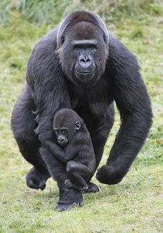 a mother gorilla and her baby walking in the grass