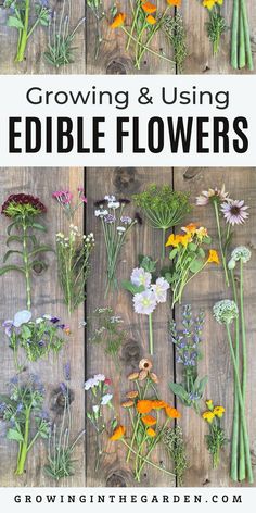 growing and using edible flowers in the garden with text overlay that reads growing and using edible flowers