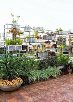 an outdoor garden area with plants and rocks on the ground, surrounded by brick pavers