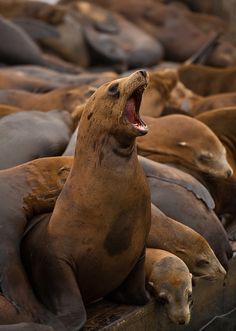 a sea lion yawns as it sits on the ground in front of other animals