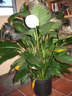 a potted plant sitting on top of a tiled floor