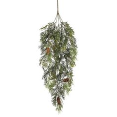 pine cones and evergreen needles hang from a tree branch on a white background with clippings