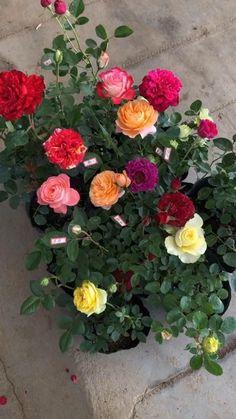 a potted plant filled with lots of different colored flowers sitting on top of a sidewalk