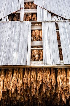 Frankfort Kentucky, Farm Day, Southern Culture, Driving Home, Destination Ideas, My Old Kentucky Home, Photo Website, Farm Barn, White Barn