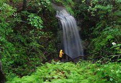 an image of a waterfall in the middle of a forest with people walking up it