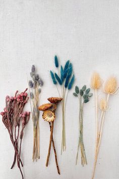 five different types of dried flowers on a white surface