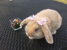 a small bunny sitting on top of a table next to a bowl of candies