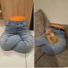 an orange cat sitting on top of a pair of jeans