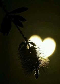 the sun is setting behind a tree branch with a heart - shaped object on it