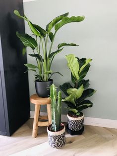 three potted plants sitting next to each other on a hard wood floor in front of a green wall