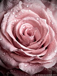 a pink rose with water droplets on it