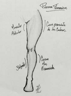 a drawing of a woman's legs with the names of different parts on it