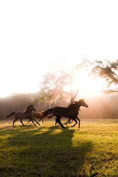 three horses are running through the grass in front of some trees and sunbeams