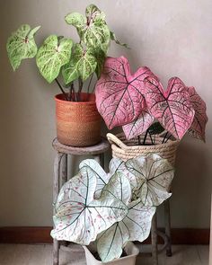 three potted plants sitting next to each other on top of a wooden stool in front of a wall